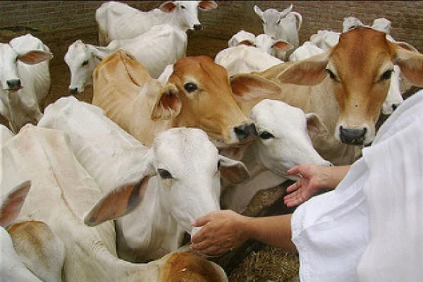 Gau Seva